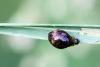 Oulema sp.